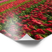 Rode tulpen en een windmolen foto afdruk (Hoek)