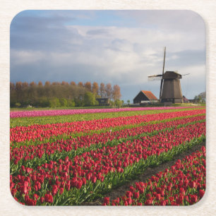 Rode tulpen en een windmolen kartonnen onderzetters