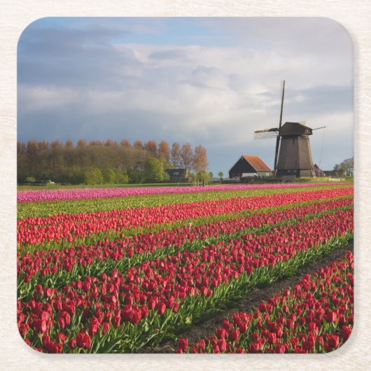 Rode tulpen en een windmolen kartonnen onderzetters (Voorkant)