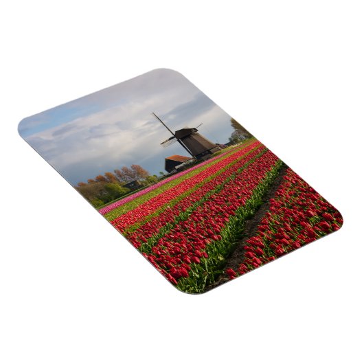Rode tulpen en een windmolen magneet (Rechterzijde)
