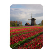 Rode tulpen en een windmolen magneet (Verticaal)