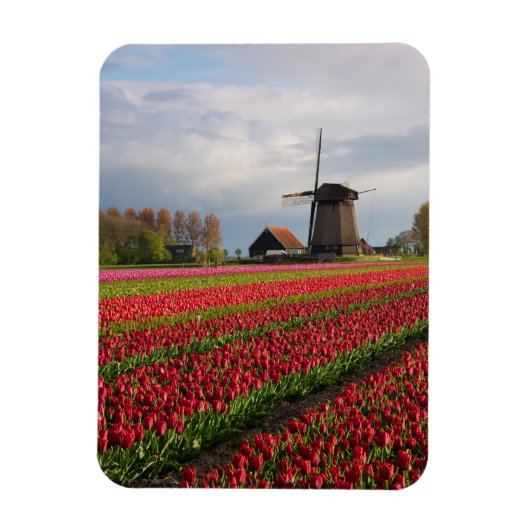 Rode tulpen en een windmolen magneet (Verticaal)