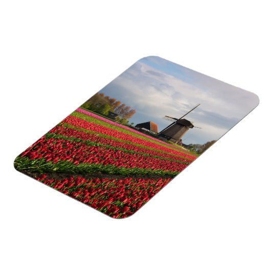 Rode tulpen en een windmolen magneet (Linkerzijde)
