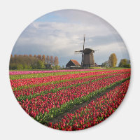 Rode tulpen en een windmolen