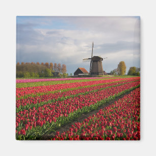 Rode tulpen en een windmolen magneet