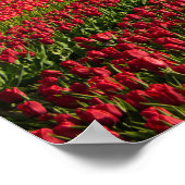 Rode tulpen en een windmolen poster (Hoek)