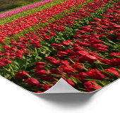 Rode tulpen en een windmolen poster (Hoek)