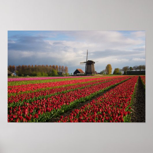 Rode tulpen en een windmolen poster (Voorkant)