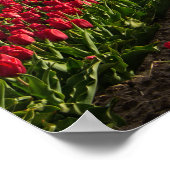 Rode tulpen en een windmolen poster (Hoek)