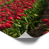 Rode tulpen en een windmolen poster (Hoek)