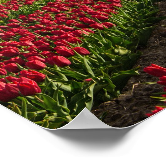 Rode tulpen en een windmolen poster (Hoek)