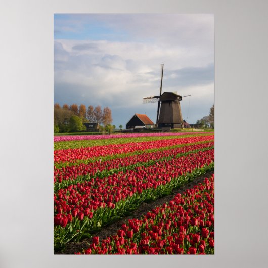 Rode tulpen en een windmolen poster (Voorkant)