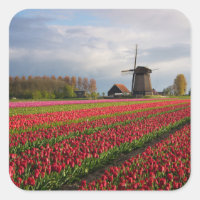 Rode tulpen en een windmolen