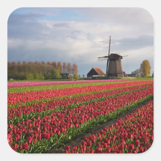 Rode tulpen en een windmolen vierkante sticker (Voorkant)
