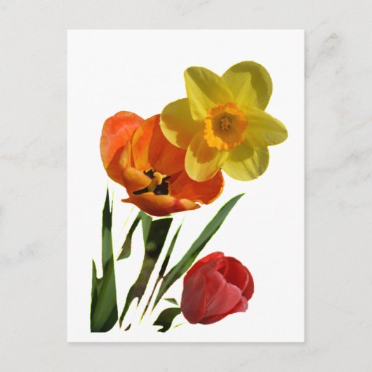 Rode tulpen en gele narcis bloemen briefkaart (Voorkant)