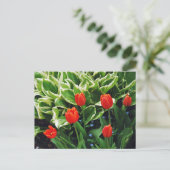 Rode tulpen en hosta plant briefkaart (Staand voorkant)