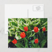 Rode tulpen en hosta plant briefkaart (Voorkant / Achterkant)