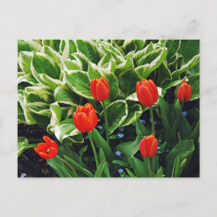 Rode tulpen en hosta plant briefkaart