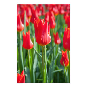 Rode tulpen foto afdruk