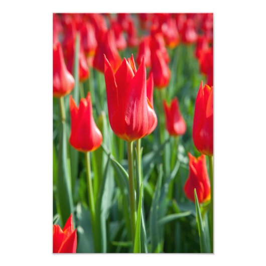 Rode tulpen foto afdruk (Voorkant)