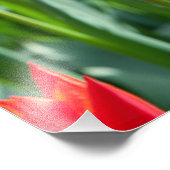 Rode tulpen foto afdruk (Hoek)