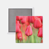 Rode Tulpen Foto Magneet (Voorkant / Achterkant)