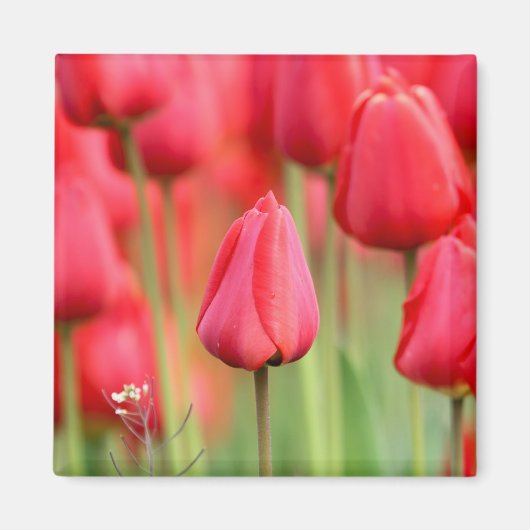 Rode Tulpen Foto Magneet (Voorkant)