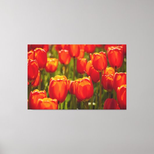Rode tulpen fotografisch afdrukken. canvas afdruk (Voorkant)