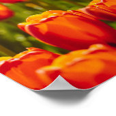 Rode tulpen fotografisch afdrukken. poster (Hoek)