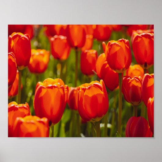 Rode tulpen fotografisch afdrukken. poster (Voorkant)