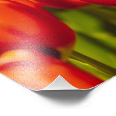 Rode tulpen fotografische print. foto afdruk (Hoek)