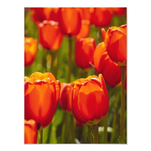 Rode tulpen fotografische print. foto afdruk (Voorkant)