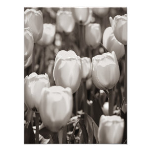 Rode tulpen fotografische print. Fotoafdruk Foto Afdruk