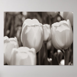 Rode tulpen fotografische print. poster