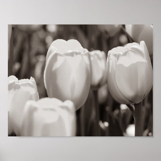 Rode tulpen fotografische print. poster (Voorkant)