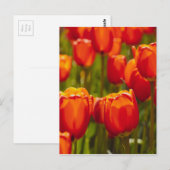 Rode tulpen fotoprint. briefkaart (Voorkant / Achterkant)