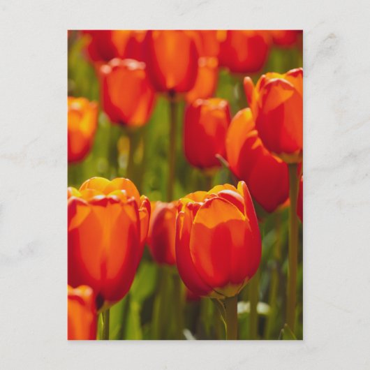 Rode tulpen fotoprint. briefkaart (Voorkant)