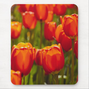 Rode tulpen fotoprint. muismat