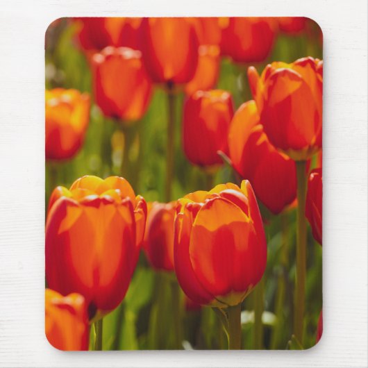 Rode tulpen fotoprint. muismat (Voorkant)