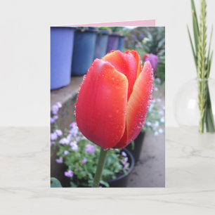 Rode tulpen in de regen Cottage lente bloemen kaar Kaart