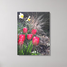 Rode tulpen in de tuin