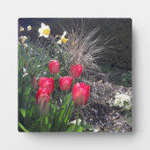 Rode tulpen in de tuin fotoplaat (Voorkant)