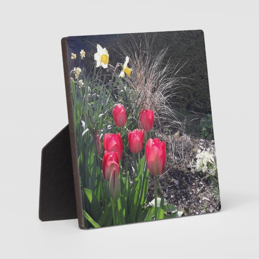 Rode tulpen in de tuin fotoplaat (Voorkant)