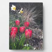 Rode tulpen in de tuin fotoplaat (voorkant)