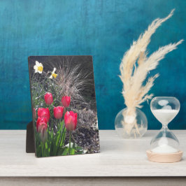 Rode tulpen in de tuin fotoplaat