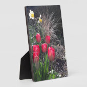 Rode tulpen in de tuin fotoplaat (Zijkant)