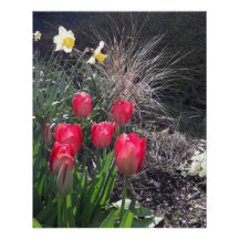 Rode tulpen in de tuin