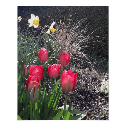 Rode tulpen in de tuin perfect poster (Voorkant)