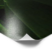 Rode Tulpen in de zon Foto Afdruk (Hoek)