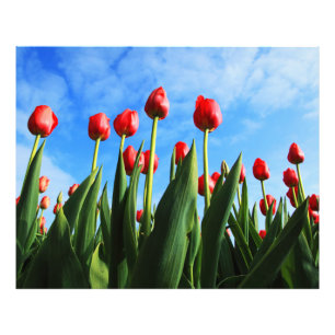 Rode Tulpen in de zon Foto Afdruk